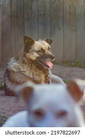 Two Dogs Lying In The Yard