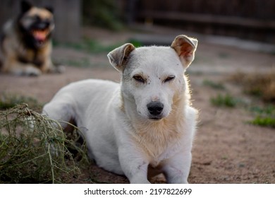 Two Dogs Lying In The Yard