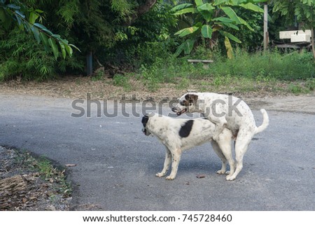 dogs having sexs Test strips for csf