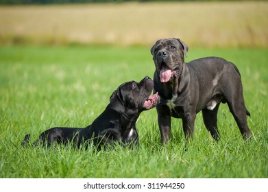 Two dogs in a meadow