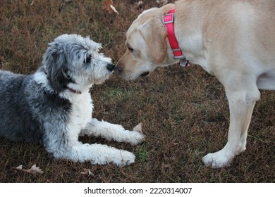 Two Dogs Meet For The First Time With A Nose To Nose Greeting 