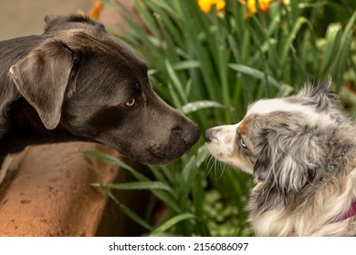 Two Dogs Meet Nose To Nose In City Garden