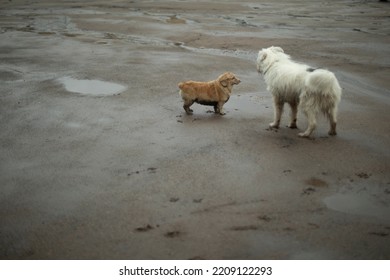 Two Dogs Meet On Street. Animals Stand On Road. Dogs Are Walking.