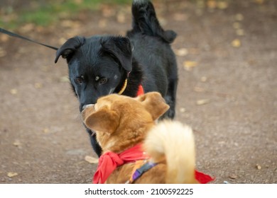 Two Dogs Meet In The Park