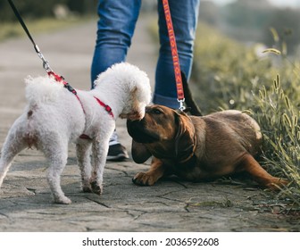 Two Dogs Meeting First Love 