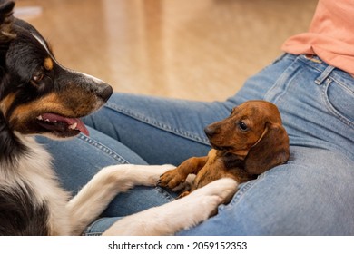 Two Dogs Meeting For First Time