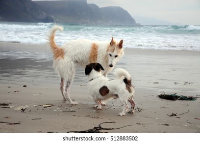 Two Dogs Meeting On A Beach 