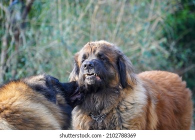 Two Dogs Meeting Outside And Saying Hello