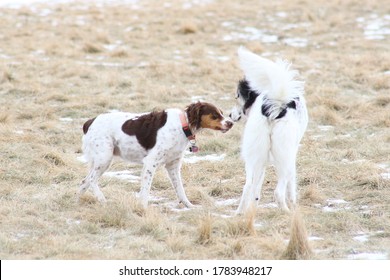 Two Dogs Meeting In A Snow Dusted Field