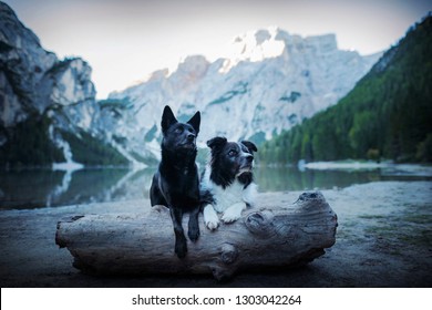 Two dogs in the mountains. Australian kelpie and border collie in the Dolomites.  - Powered by Shutterstock