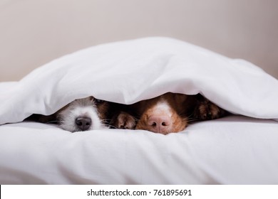 two dogs nose from under the blanket. Pets sleeping