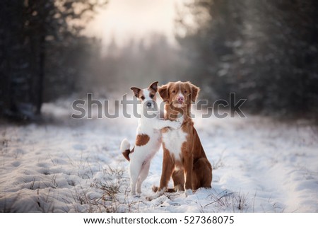 two dogs and a Nova Scotia Duck Tolling Retriever and Jack Russell in nature from Christmas trees