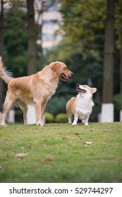 Two Dogs On The Grass, Ke And Golden Retrievers