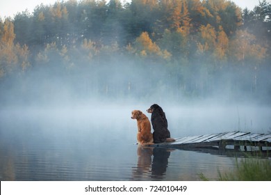 Two dogs  on the lake in the morning in the fog. Animals breed Nova Scotia Duck Tolling Retriever, Toller and Australian Shepherd - Powered by Shutterstock