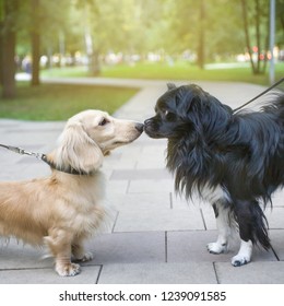two dogs on a walk get to know each other