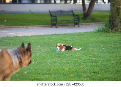 Two Dogs, One Big Dog And One Small Dog Lying On The Grass In The Park Playing With A Ball. Animals And Pets Concept. 4th October, World Animal Day.