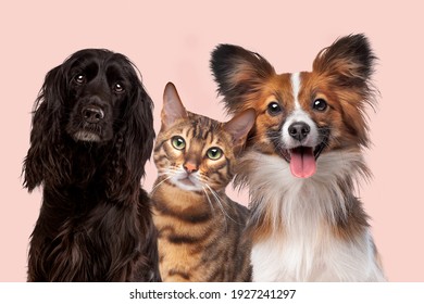 two dogs and one cat in front of a soft pink background