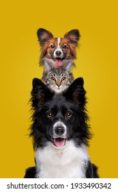 黄色い背景にカメラを見つめる犬2匹と猫1匹