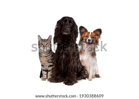 two dogs and one tabby cat sitting in front of a white background. all looking at camera