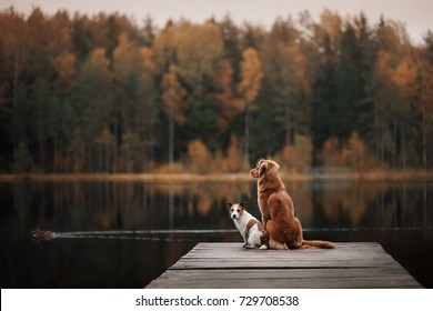 Two dogs outdoors, friendship, relationship, together. Nova Scotia Duck Tolling Retriever, Toller. Jack Russell Terrier