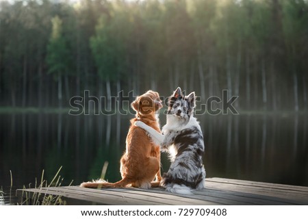 Two dogs outdoors, friendship, relationship, together. Nova Scotia Duck Tolling Retriever and a border collie