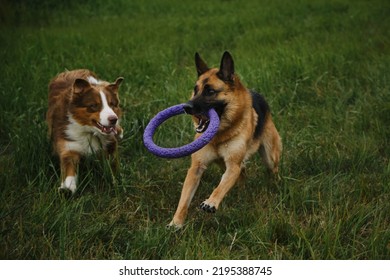 Two Dogs In Park Running Fast And Actively With Round Toy In Teeth. Brown Australian Shepherd Dog Playing Catch Up With German Shepherd. Pets Spend Strength And Energy On Walk In Summer.