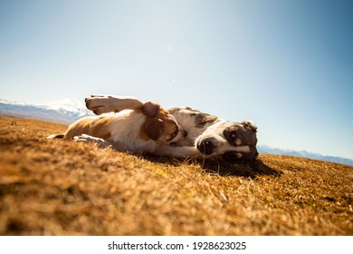 two dogs play and bite on a mountain plateau against a blue cloudless sky.