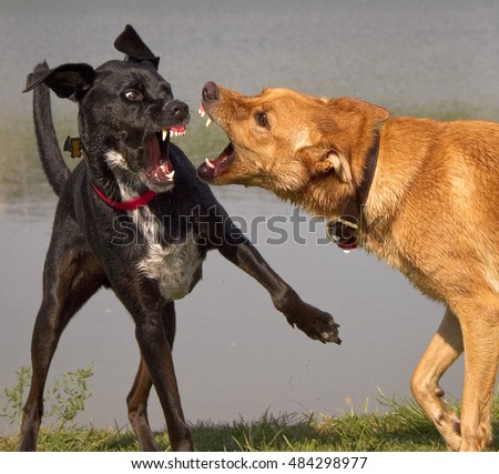 Two dogs play fighting for dominance, close up with teeth bared