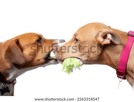 Two dogs play tug-of-war with each other, isolated. Side view of 2 puppy dogs facing each other while having rope pet toy in mouth. Bonding and playtime. Harrier mix and Boxer mix. Selective focus.