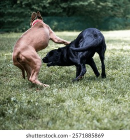 Two dogs in a playful jumpy position while they run and play outside in a green nature.