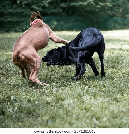 Two dogs in a playful jumpy position while they run and play outside in a green nature.
