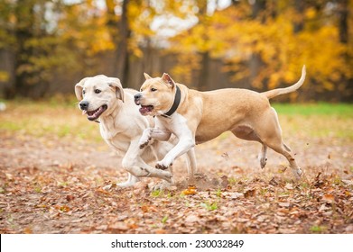 Two dogs playing in autumn
