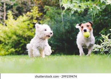Two dogs playing with a ball. 