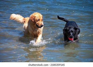 18,441 Dog playing river Images, Stock Photos & Vectors | Shutterstock