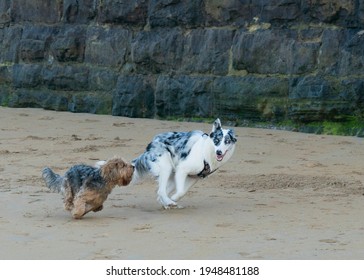 Two Dogs Playing In The Beach