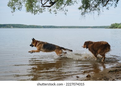 Two dogs playing catch up running in water. Spray flying in different directions. Australian and German Shepherd have fun on river on sunny hot summer day. Active and energetic pets in nature.