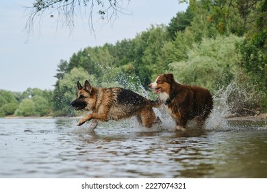 Two dogs playing catch up running in water. Spray flying in different directions. Australian and German Shepherd have fun on river on sunny hot summer day. Active and energetic pets in nature. - Shutterstock ID 2227074321