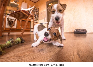 Two Dogs Playing At Home