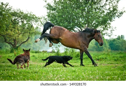 Two dogs playing with horse in summer 