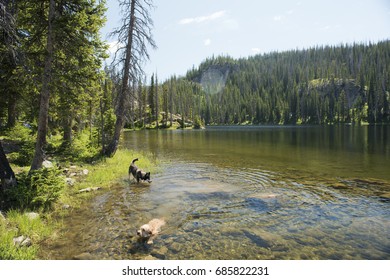 Two dogs playing in a lake on a summer day in Steamboat Springs, CO.