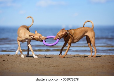 Two Dogs Playing On The Beach