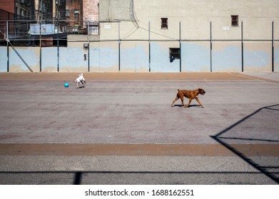 Two Dogs Playing On An Empty New York City Playground