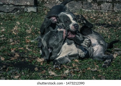 Pitbull Stock Photos Images Photography Shutterstock