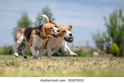 Two Dogs Playing With One Toy