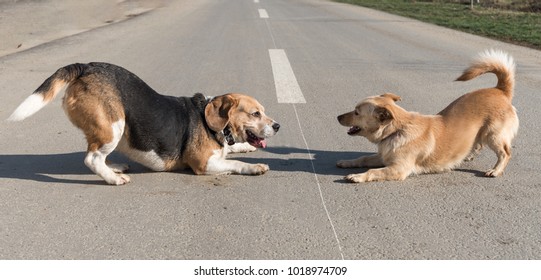 Two Dogs Playing Outside Stock Photo 1018974709 Shutterstock