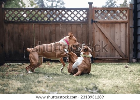 Two dogs playing rough in backyard.  Young dogs play fighting with open mouth and teeth. Aggressive behavior or dominance. 1 year old dog friends. Boxer Pitbull and Harrier mix dog. Selective focus.