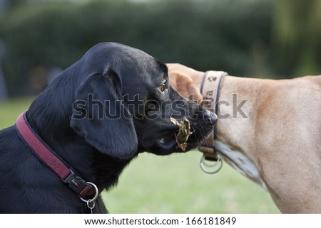 Similar – Image, Stock Photo round table Pet Dog