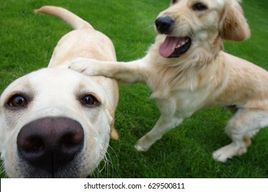 Two Dogs Playing Together