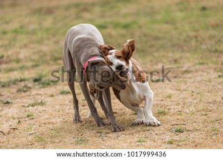 Similar – Image, Stock Photo round table Pet Dog