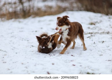 Two Dogs Playing Together In The Snow At Winter Park